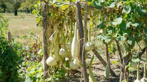 Bottle gourd Stock Photos