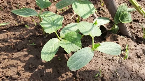 Bottle gourd plant. Stock Footage 196596791