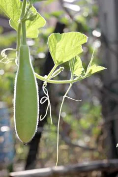Bottle gourd on tree. Stock Photos