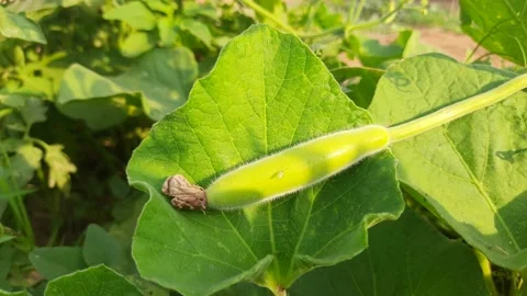 Bottle gourd in vegetable garden. Stock Footage 173714830