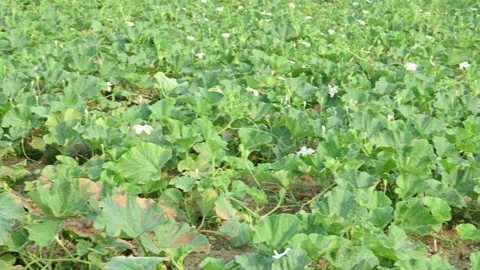 Bottle gourd vine in the field. Stock Footage 317898204