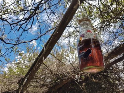 Bottle hung from a branch Stock Photos