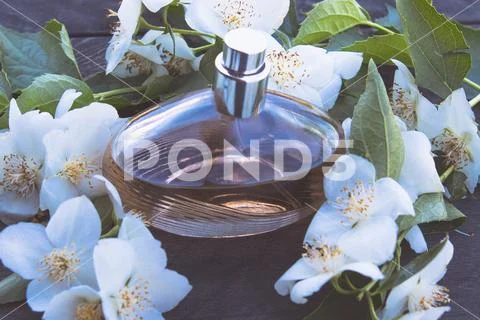 Bottle of jasmine flowers on wooden background. Jasmine scented perfume. Stock Photos