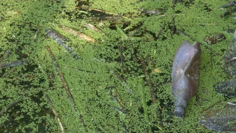 Bottle in the lake, pollution Video stock 201675174