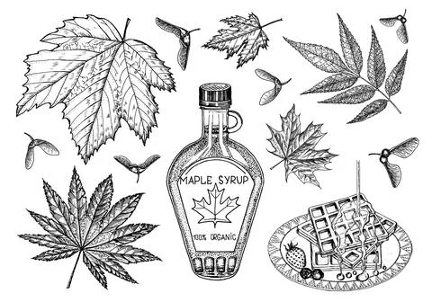 Bottle of maple syrup and Leaf. Vintage hand drawn drawing style. Plant or herb Stock Illustration
