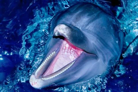 Bottle-nose dolphin Stock Photos