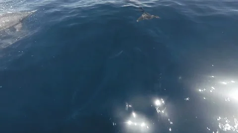 Bottle nose Dolphins 2 Stock Footage 48342253