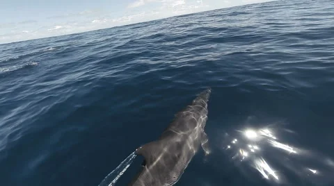 Bottle nose Dolphins Stock Footage 48342609