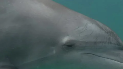 Bottle-nosed dolphins , close up Stockbeeldmateriaal 166524281