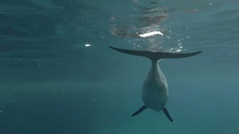 Bottle-nosed dolphins swim Stock Footage 166399291