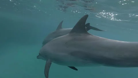 Bottle-nosed dolphins swim underwater Stock Footage 166399287