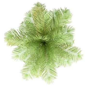 Bottle palm tree isolated on white background. top view. 3d illustration Stock Illustration