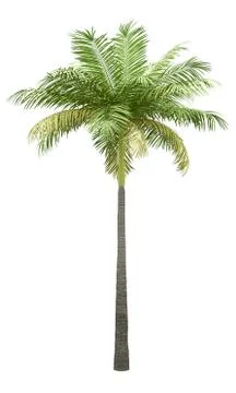 Bottle palm tree isolated on white background. 3d illustration Stock Illustration