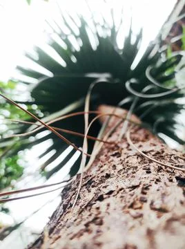Bottle Palm Tree Stock Photos