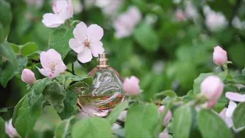 A bottle of perfume in the branches of a flowering tree Stock Footage