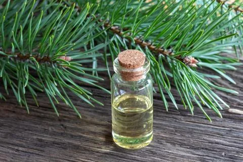 A bottle of pine essential oil with pine branches Stock Photos