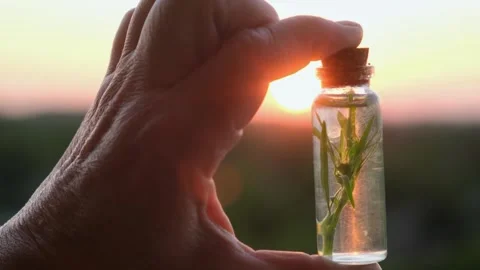 A bottle with a plant and extract in the hands of an elderly woman Stock Footage 261180509