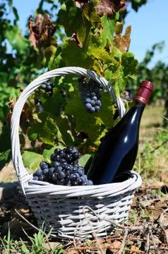 Bottle of red wine Stock Photos