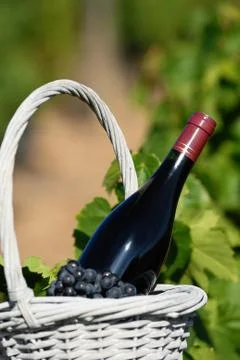 Bottle of red wine Stock Photos