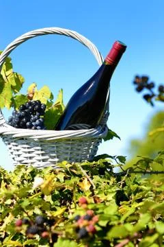 Bottle of red wine Stock-Fotos