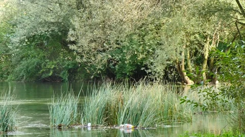 Bottle in river, environmental pollution 4k. Video stock 42126041