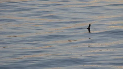 Bottle river flow float Stock Footage 5166136