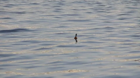 Bottle in the river2 Stock Footage 5166118