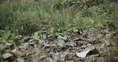 Bottle Shoot Video stock 135052005