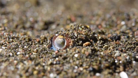 Bottle Tail Squid In The Sand Video stock 91418559