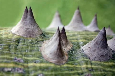 Bottle tree Foto stock