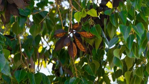 Bottle tree seed pod Stock Photos