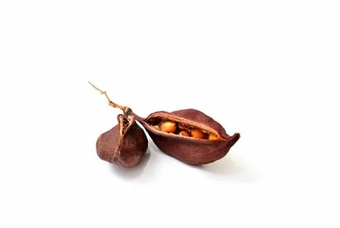 Bottle tree seeds Stock Photos