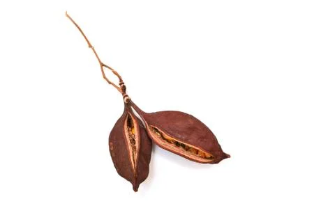 Bottle tree seeds Stock Photos