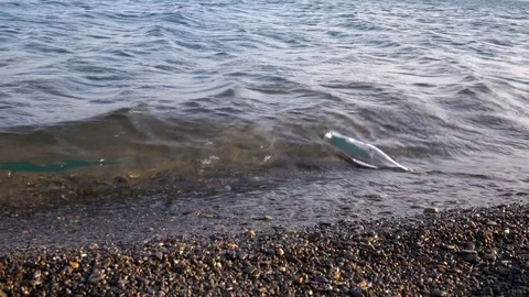 Bottle washed up by waves with a letter in it Stock Footage 73300519