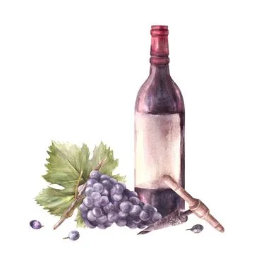 Bottle of wine with bunch of grapes, grapevine, corkscrew. Watercolour hand Stock Illustration