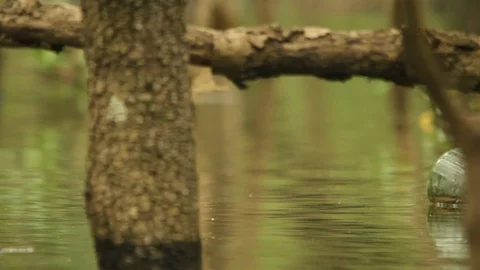 Bottle of wine floating in a mangrove environment Stock Footage 93821396