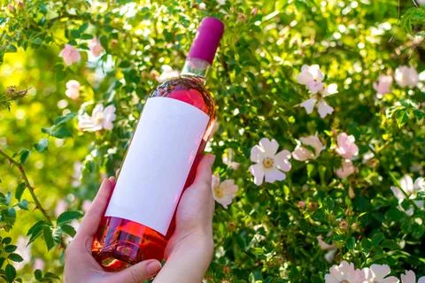 Bottle of wine in hands Stock Photos