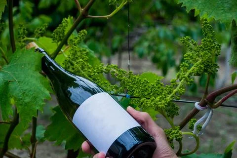 Bottle of wine in the vineyard Stock Photos