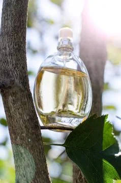 A bottle of women's perfume with tree branches and sunlight Stock Photos