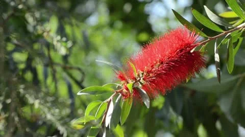 Bottlebrush (Callistemon comboynensis) Stock Footage 14610522