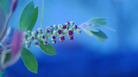 Bottlebrush CU Stock Footage 130471751