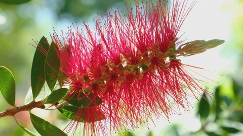 Bottlebrush flower closeup Video stock 106104349