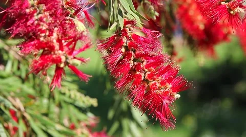 Bottlebrush Flower Gently Mooved By The Wind Stock Footage 62183803