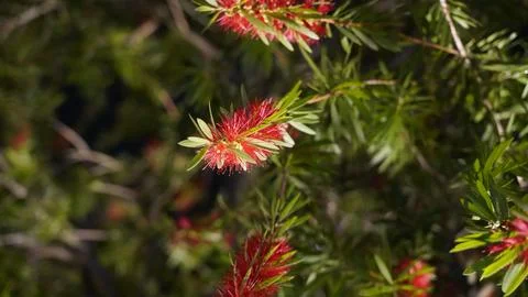 Bottlebrush Flower Macro View Red Blossom Green Leaves Fotos Stock