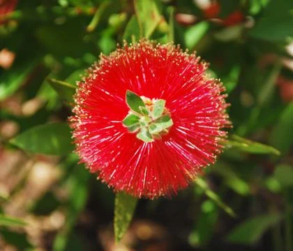 Bottlebrush Flower Stock Photos