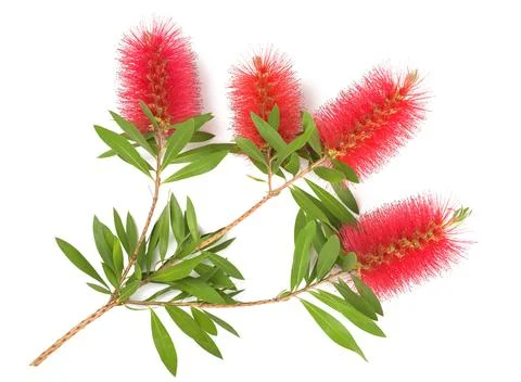 Bottlebrush flowers Stock Photos