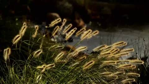 Bottlebrush Video stock 139680850