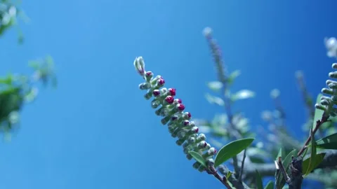 Bottlebrush MS Видео 132007842