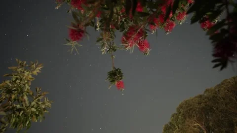 Bottlebrush Starlapse Stock Footage 142060340