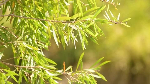 Bottlebrush tree branch swaying gently in sunlight. Vidéo 104946167